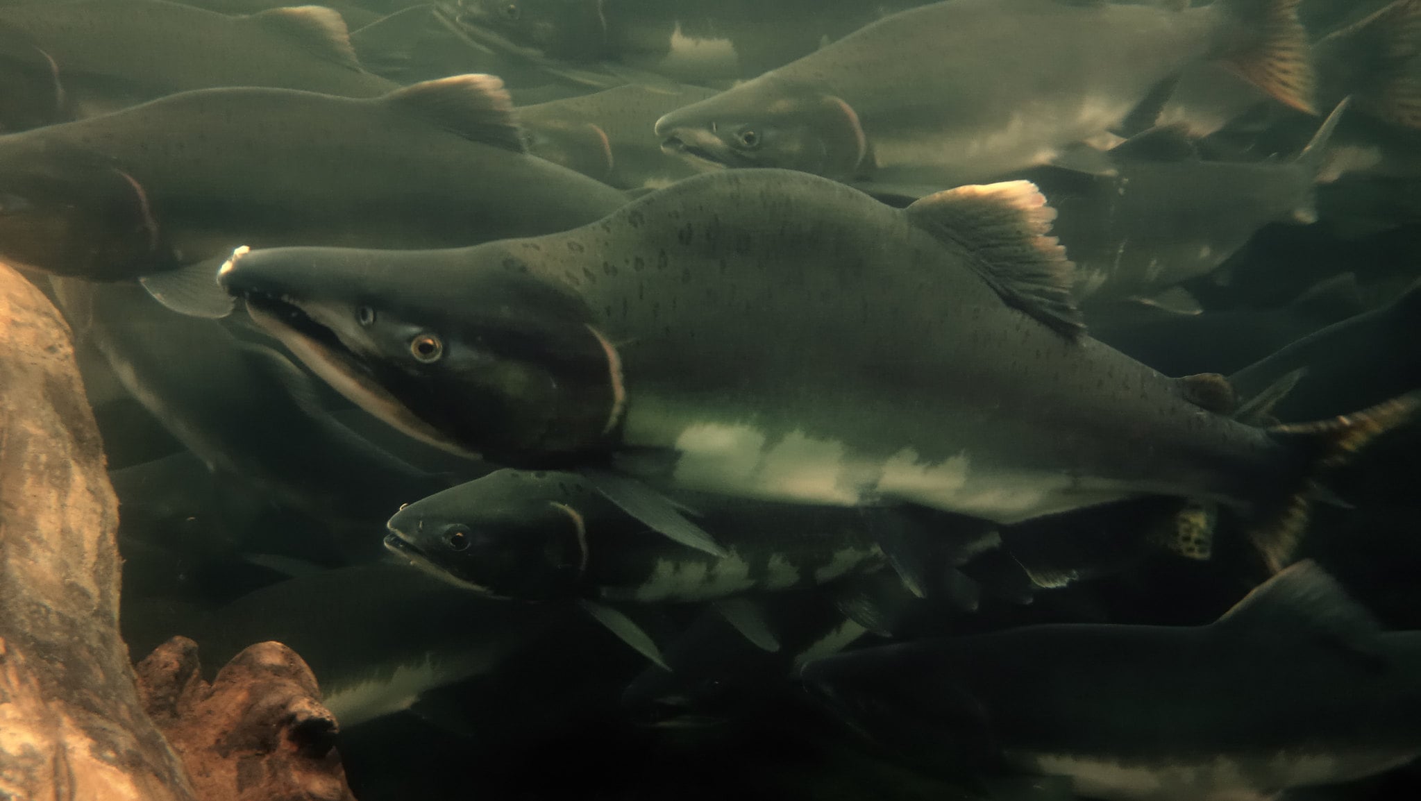 black fish with pink lines near their gills and on their fins crowd together underwater