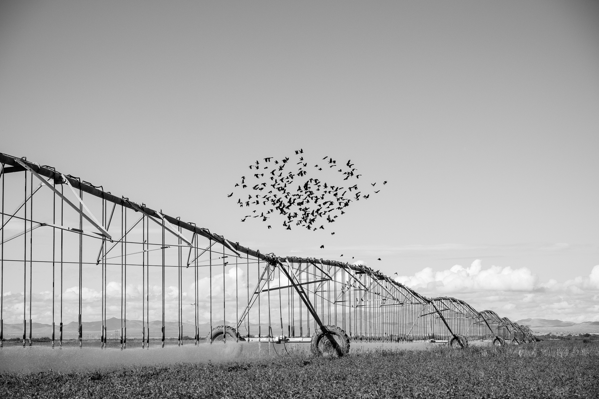 birds fly over a pipe spraying water