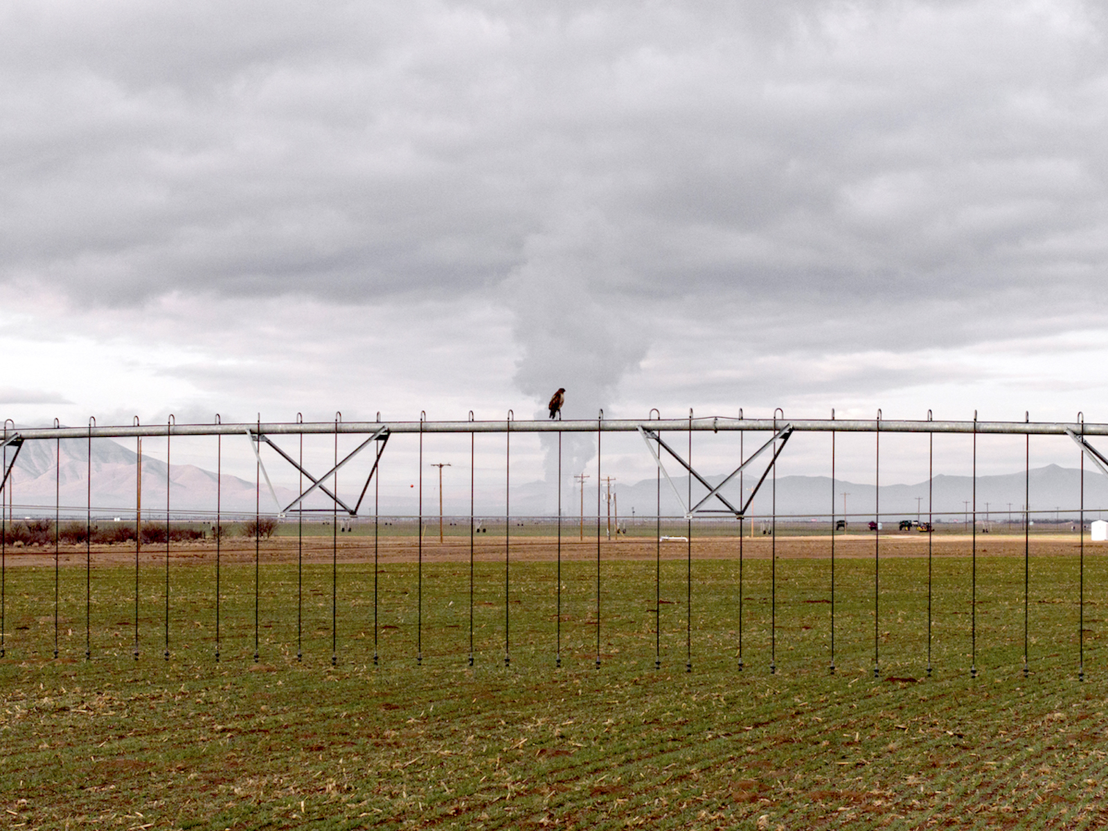 a bird stands on an agricultural sprayer